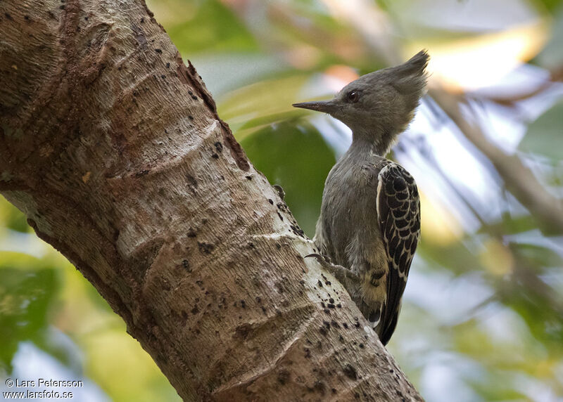 Grey-and-buff Woodpecker female