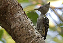 Grey-and-buff Woodpecker