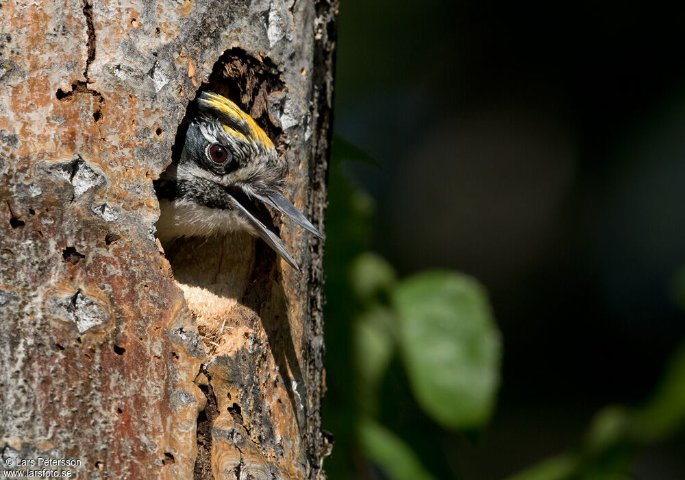 Eurasian Three-toed Woodpecker