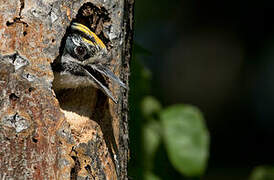 Eurasian Three-toed Woodpecker