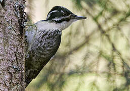 Eurasian Three-toed Woodpecker