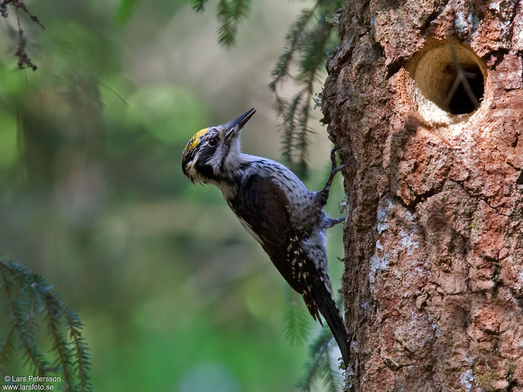 Eurasian Three-toed Woodpecker