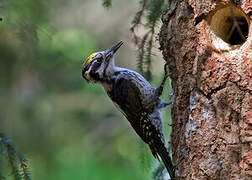 Eurasian Three-toed Woodpecker