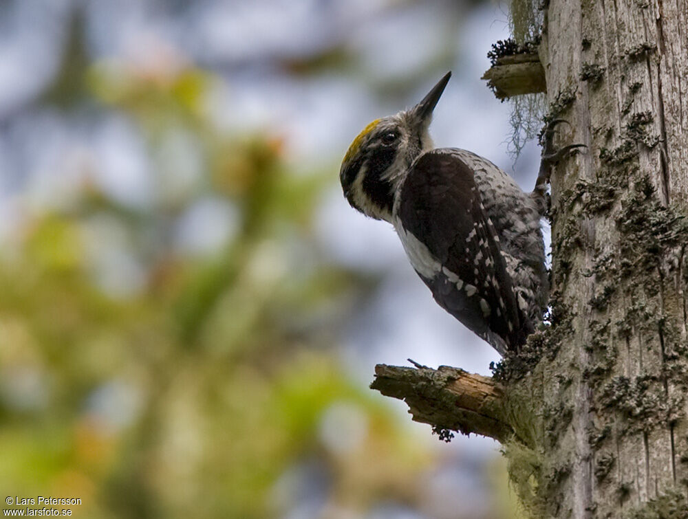 Eurasian Three-toed Woodpecker