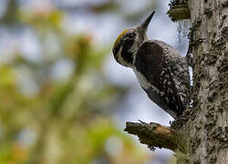 Eurasian Three-toed Woodpecker