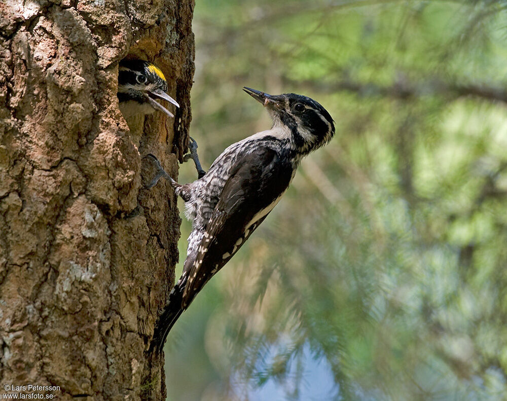 Eurasian Three-toed Woodpecker