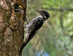 Eurasian Three-toed Woodpecker