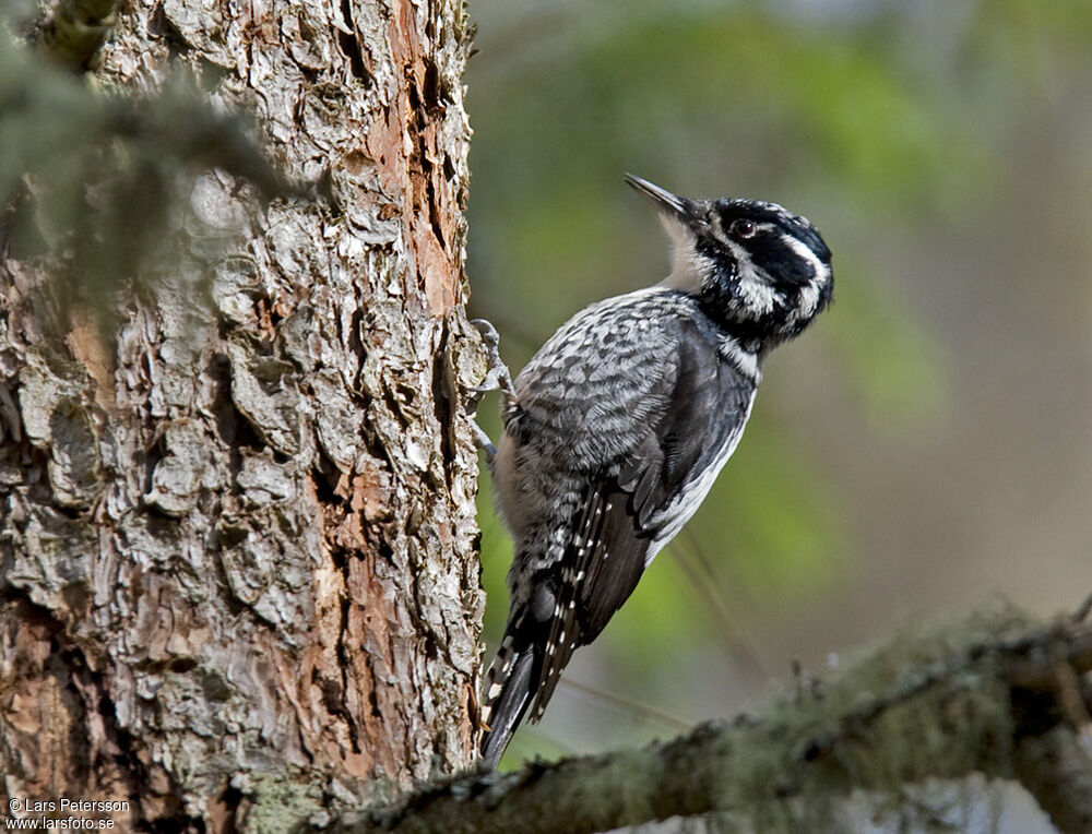 Eurasian Three-toed Woodpecker