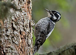 Eurasian Three-toed Woodpecker