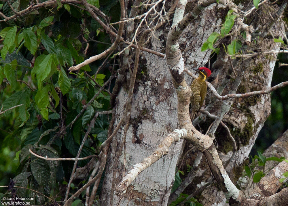 Golden-green Woodpecker