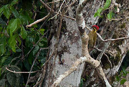 Golden-green Woodpecker