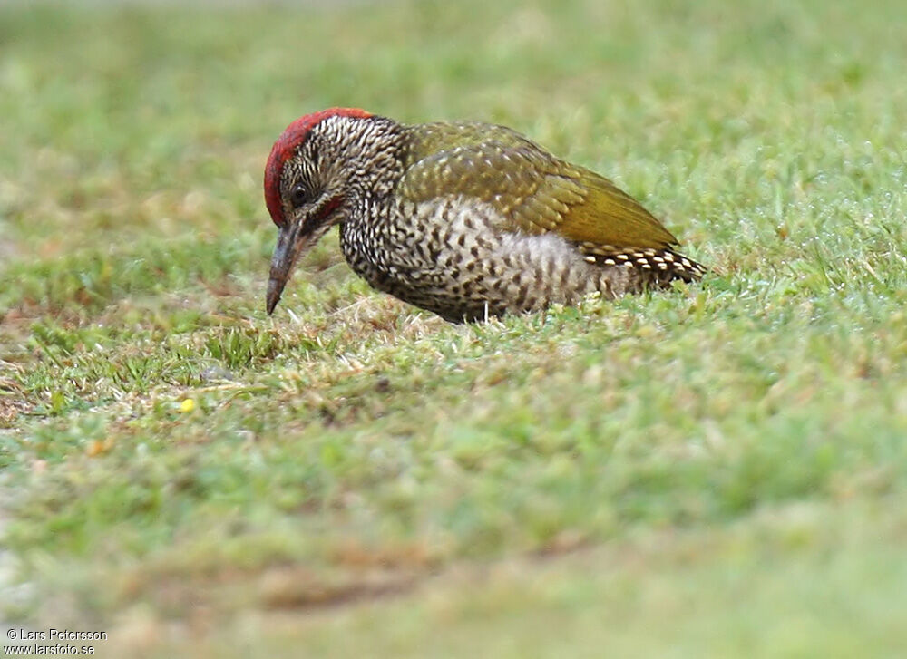 European Green Woodpecker