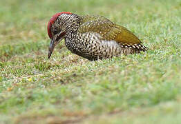 European Green Woodpecker