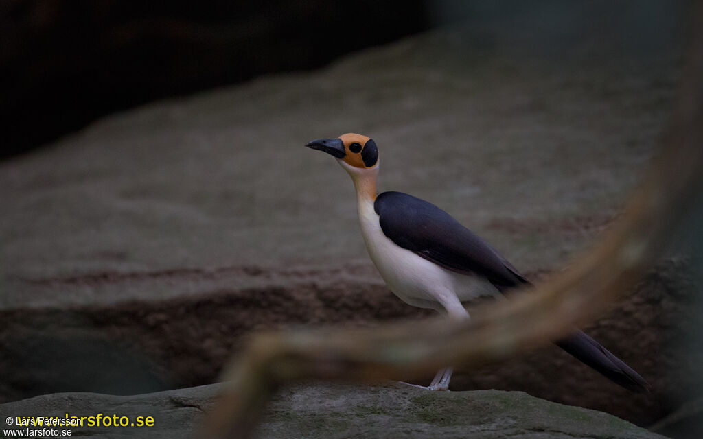 White-necked Rockfowl