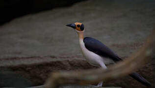 White-necked Rockfowl