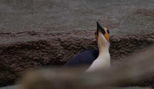 White-necked Rockfowl