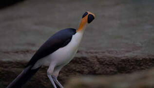 White-necked Rockfowl