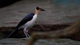 White-necked Rockfowl