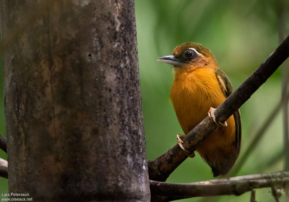 White-browed Piculetadult, habitat