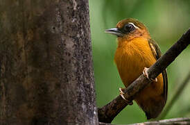 White-browed Piculet