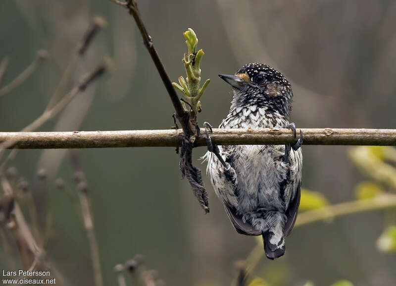 Ocellated Piculet female adult, Behaviour