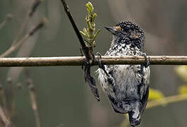 Ocellated Piculet