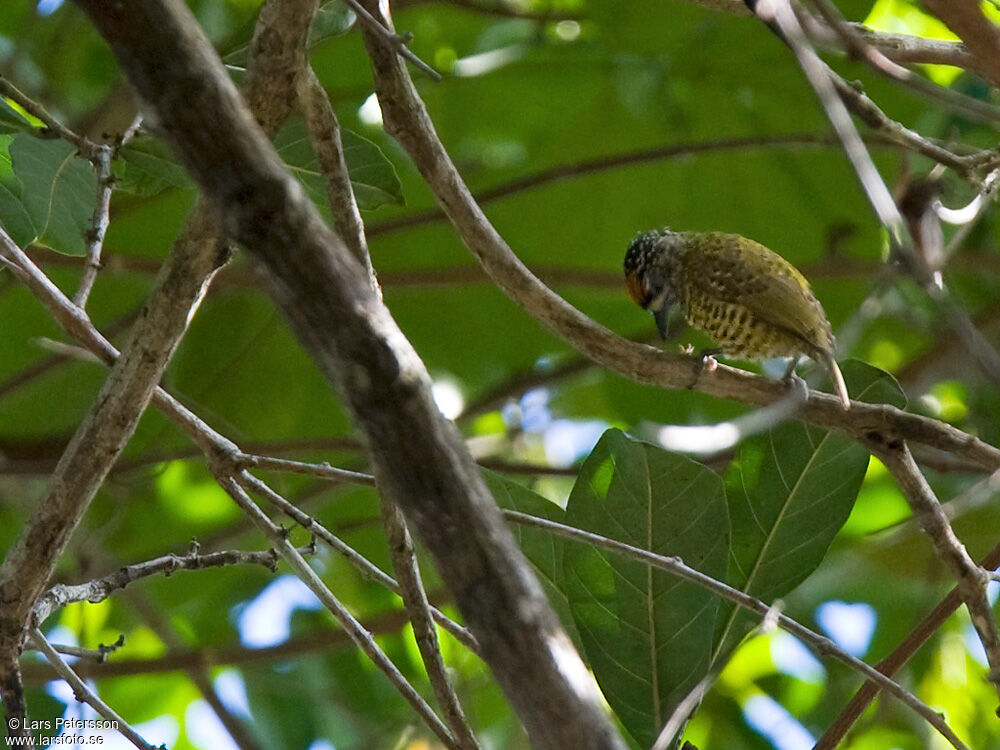 Golden-spangled Piculet