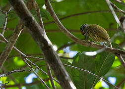 Golden-spangled Piculet