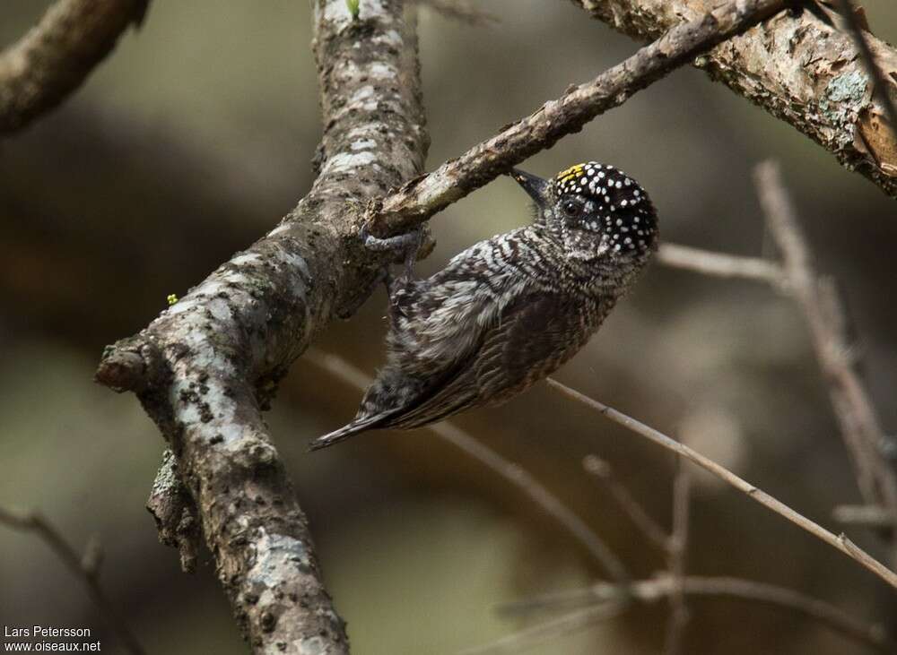 Picumne de Sclater mâle adulte, identification