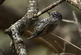 Ecuadorian Piculet