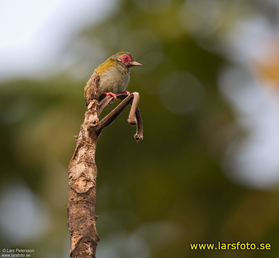 African Piculet