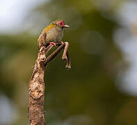 African Piculet