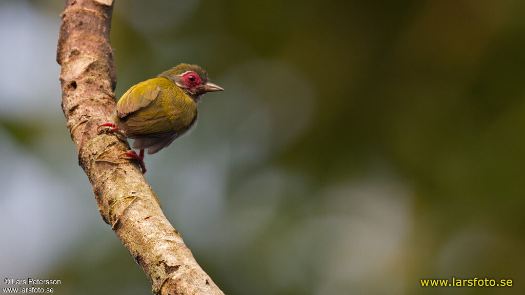 African Piculet