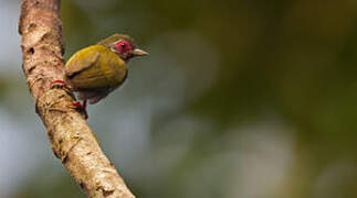 African Piculet