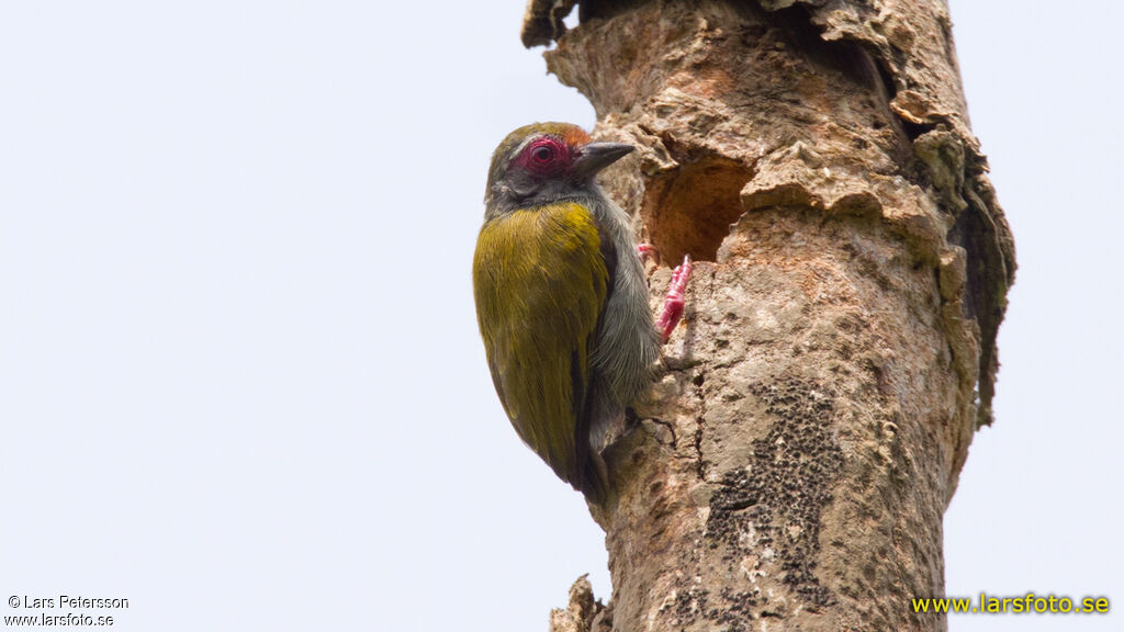 African Piculet