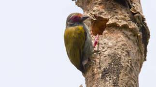 African Piculet