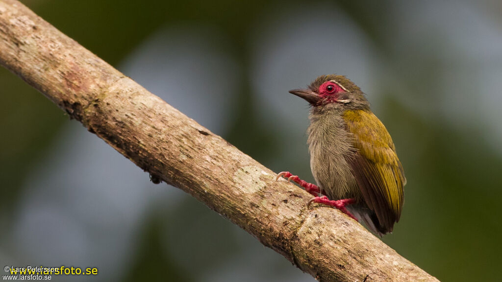 African Piculet