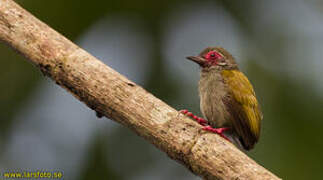 African Piculet