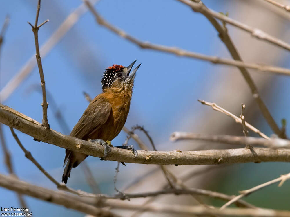 Tawny Piculet male adult