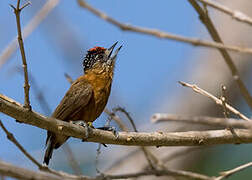 Tawny Piculet