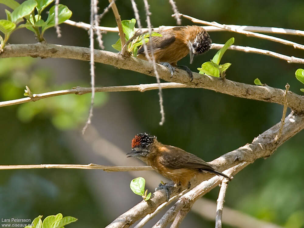 Tawny Piculet female adult