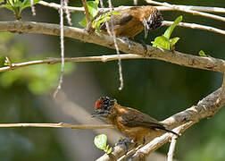 Tawny Piculet