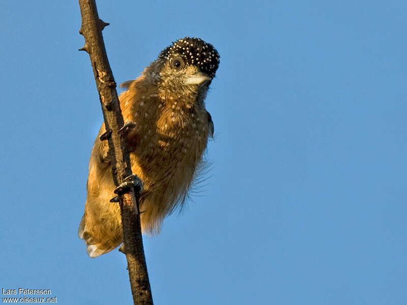 Spotted Piculet female adult, close-up portrait