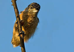 Spotted Piculet