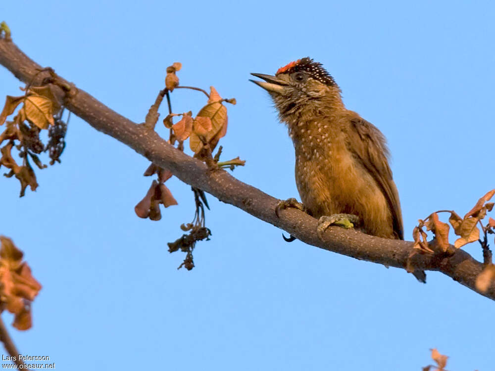 Spotted Piculet male adult, close-up portrait