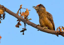 Spotted Piculet