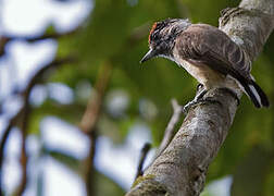 Ochraceous Piculet