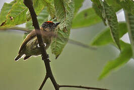 Olivaceous Piculet