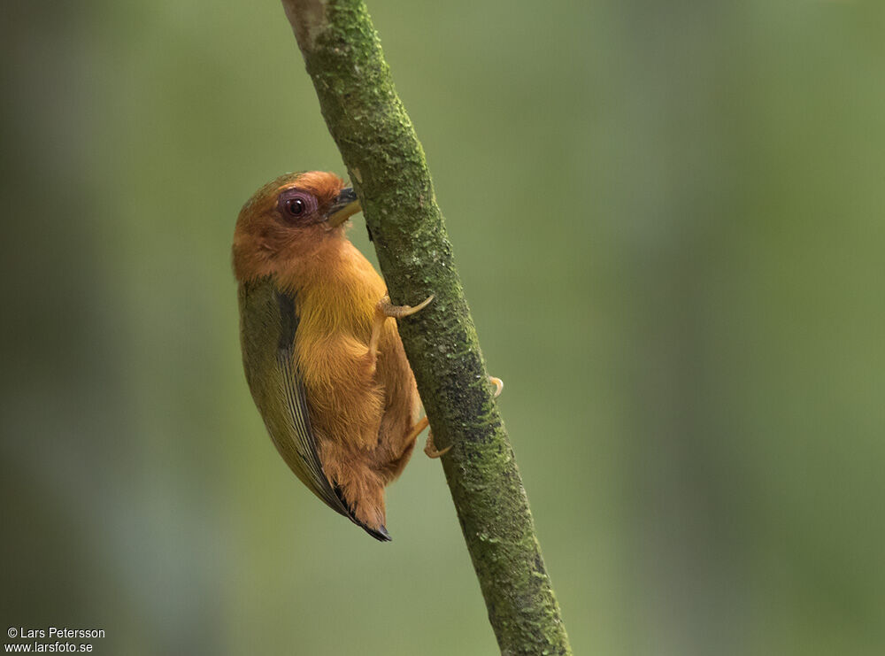 Rufous Piculet