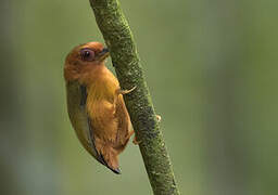 Rufous Piculet